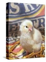 Domestic Chicken Chick, USA-Lynn M. Stone-Stretched Canvas
