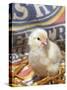 Domestic Chicken Chick, USA-Lynn M. Stone-Stretched Canvas