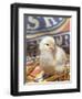 Domestic Chicken Chick, USA-Lynn M. Stone-Framed Premium Photographic Print
