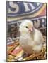 Domestic Chicken Chick, USA-Lynn M. Stone-Mounted Premium Photographic Print