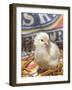 Domestic Chicken Chick, USA-Lynn M. Stone-Framed Photographic Print