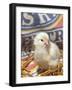 Domestic Chicken Chick, USA-Lynn M. Stone-Framed Photographic Print