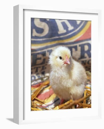 Domestic Chicken Chick, USA-Lynn M. Stone-Framed Photographic Print