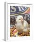 Domestic Chicken Chick, USA-Lynn M. Stone-Framed Photographic Print