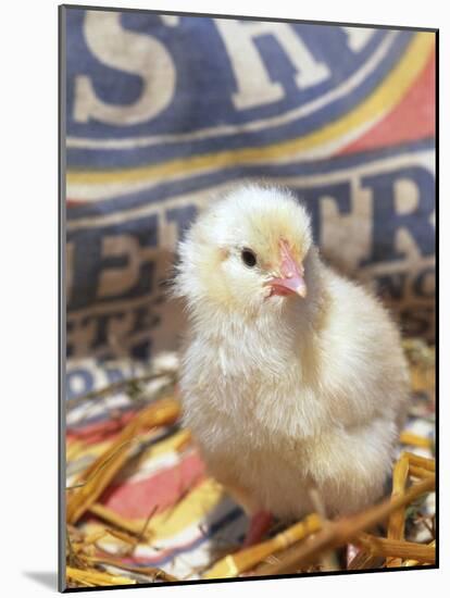 Domestic Chicken Chick, USA-Lynn M. Stone-Mounted Photographic Print