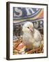 Domestic Chicken Chick, USA-Lynn M. Stone-Framed Photographic Print