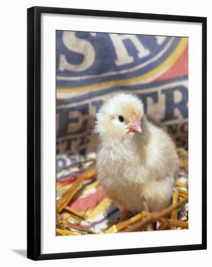 Domestic Chicken Chick, USA-Lynn M. Stone-Framed Photographic Print