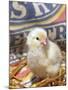 Domestic Chicken Chick, USA-Lynn M. Stone-Mounted Photographic Print