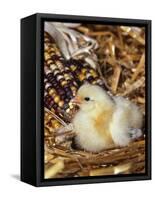 Domestic Chicken Chick-Lynn M. Stone-Framed Stretched Canvas