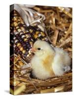 Domestic Chicken Chick-Lynn M. Stone-Stretched Canvas