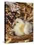 Domestic Chicken Chick-Lynn M. Stone-Stretched Canvas