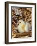 Domestic Chicken Chick-Lynn M. Stone-Framed Premium Photographic Print