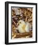 Domestic Chicken Chick-Lynn M. Stone-Framed Premium Photographic Print