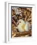 Domestic Chicken Chick-Lynn M. Stone-Framed Premium Photographic Print