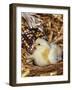 Domestic Chicken Chick-Lynn M. Stone-Framed Photographic Print