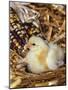 Domestic Chicken Chick-Lynn M. Stone-Mounted Photographic Print