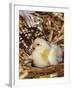 Domestic Chicken Chick-Lynn M. Stone-Framed Photographic Print