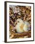 Domestic Chicken Chick-Lynn M. Stone-Framed Photographic Print