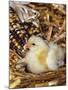 Domestic Chicken Chick-Lynn M. Stone-Mounted Photographic Print