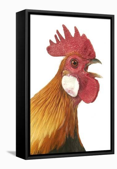 Domestic Chicken Close-Up of Head-null-Framed Stretched Canvas