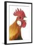 Domestic Chicken Close-Up of Head-null-Framed Photographic Print