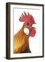 Domestic Chicken Close-Up of Head-null-Framed Photographic Print