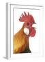 Domestic Chicken Close-Up of Head-null-Framed Photographic Print