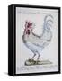Domestic Chicken (Gallus Gallus), Coloured from History of Birds, 1767, Table 215-null-Framed Stretched Canvas