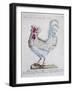 Domestic Chicken (Gallus Gallus), Coloured from History of Birds, 1767, Table 215-null-Framed Giclee Print