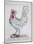 Domestic Chicken (Gallus Gallus), Coloured from History of Birds, 1767, Table 215-null-Mounted Giclee Print