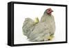 Domestic Chicken Hen and Chicks-null-Framed Stretched Canvas