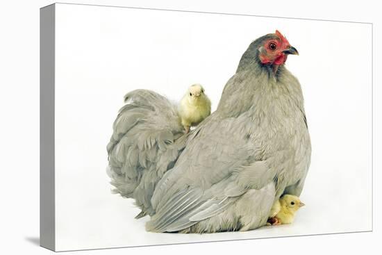 Domestic Chicken Hen and Chicks-null-Stretched Canvas