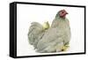 Domestic Chicken Hen and Chicks-null-Framed Stretched Canvas