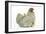 Domestic Chicken Hen and Chicks-null-Framed Photographic Print