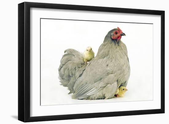Domestic Chicken Hen and Chicks-null-Framed Photographic Print