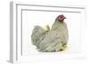 Domestic Chicken Hen and Chicks-null-Framed Photographic Print