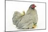 Domestic Chicken Hen and Chicks-null-Mounted Photographic Print