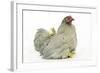 Domestic Chicken Hen and Chicks-null-Framed Photographic Print