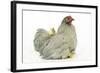 Domestic Chicken Hen and Chicks-null-Framed Photographic Print