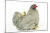 Domestic Chicken Hen and Chicks-null-Mounted Photographic Print