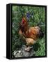 Domestic Chicken, Mixed Breed Rooster, USA-Lynn M. Stone-Framed Stretched Canvas