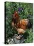 Domestic Chicken, Mixed Breed Rooster, USA-Lynn M. Stone-Stretched Canvas