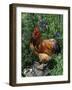 Domestic Chicken, Mixed Breed Rooster, USA-Lynn M. Stone-Framed Photographic Print