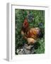 Domestic Chicken, Mixed Breed Rooster, USA-Lynn M. Stone-Framed Photographic Print