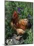 Domestic Chicken, Mixed Breed Rooster, USA-Lynn M. Stone-Mounted Photographic Print