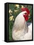 Domestic Chicken, Rooster Amongst Daffodils, USA-Lynn M. Stone-Framed Stretched Canvas