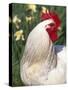 Domestic Chicken, Rooster Amongst Daffodils, USA-Lynn M. Stone-Stretched Canvas