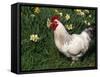 Domestic Chicken, Rooster Amongst Daffodils, USA-Lynn M. Stone-Framed Stretched Canvas