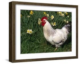 Domestic Chicken, Rooster Amongst Daffodils, USA-Lynn M. Stone-Framed Photographic Print