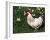 Domestic Chicken, Rooster Amongst Daffodils, USA-Lynn M. Stone-Framed Photographic Print